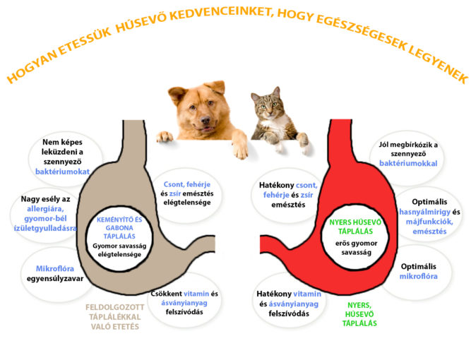 kutya-macska-etrend kutya és macska étrend