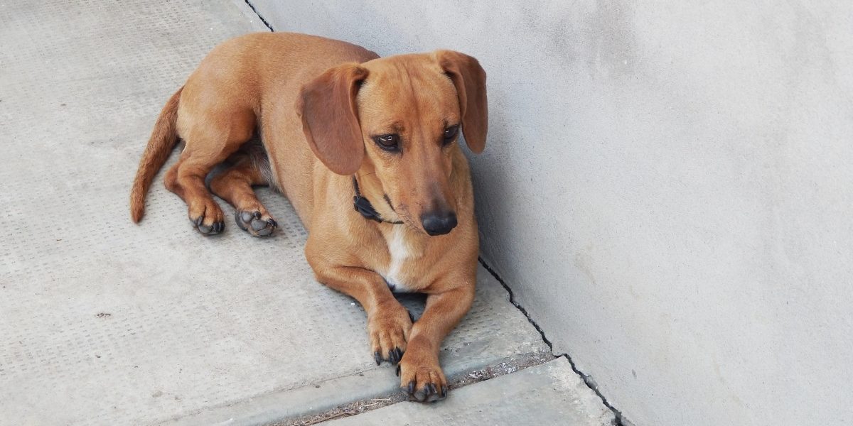 lizi-tacsko Tacskóbénulás