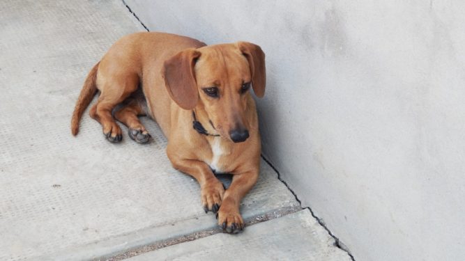 lizi-tacsko Tacskóbénulás