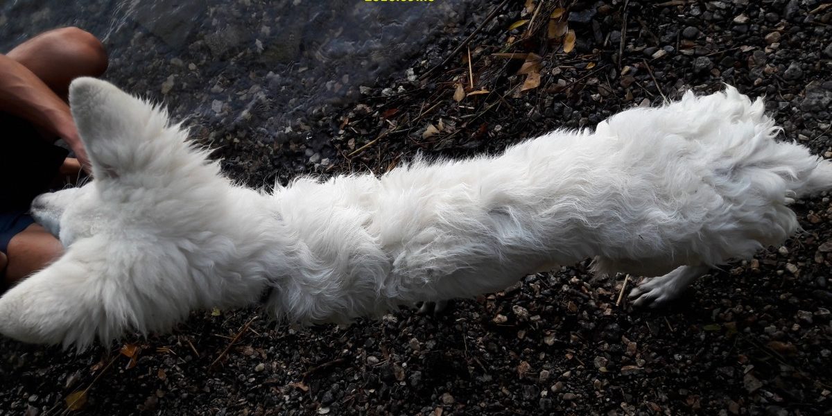 Niké kutya idült emésztési zavar