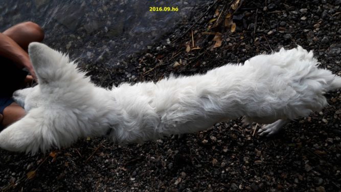 nike-1 Niké kutya idült emésztési zavar