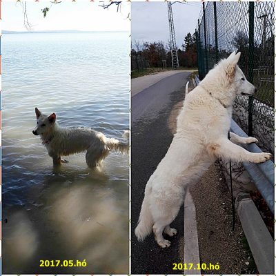 Niké kutya emésztési zavar gyógyulása