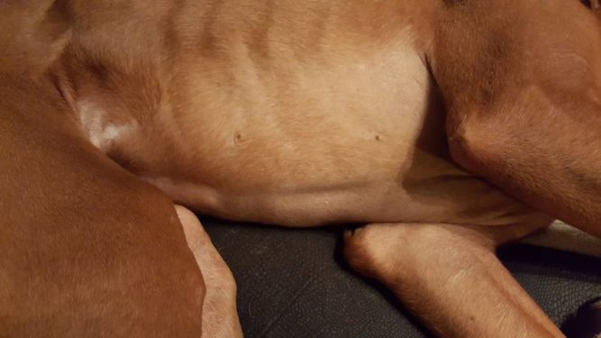 Bubi vizsla 2 hormonális szőrhullás