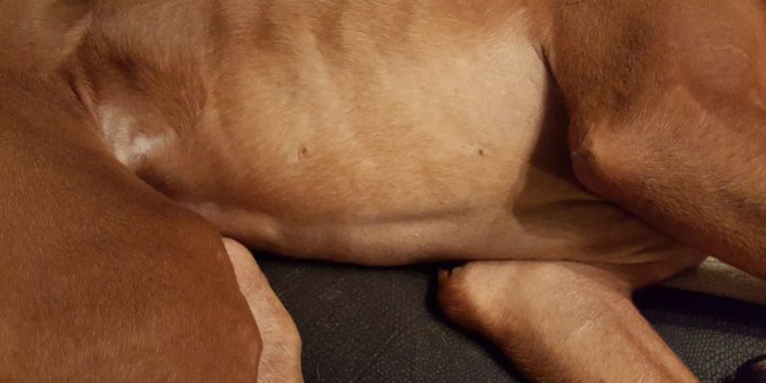 Bubi vizsla 2 hormonális szőrhullás