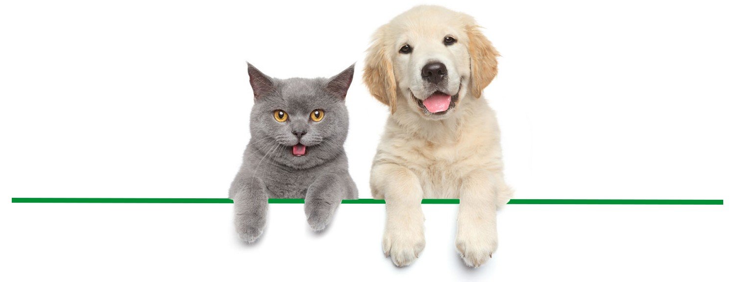 kutya és macska