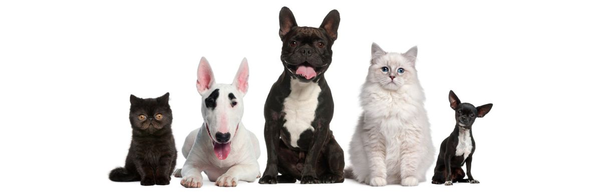 Kutya betegségek, Macska betegségek