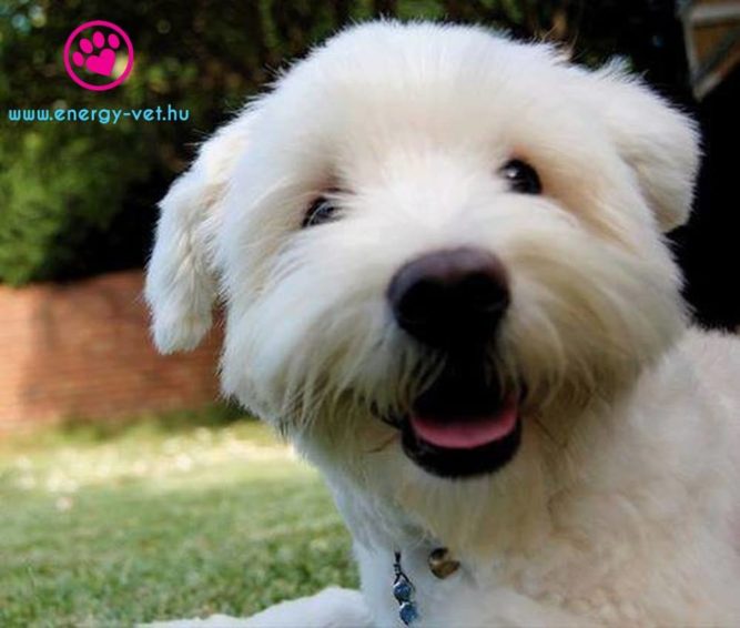macko-kutya kutya sántít