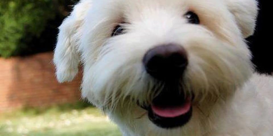 macko-kutya kutya sántít