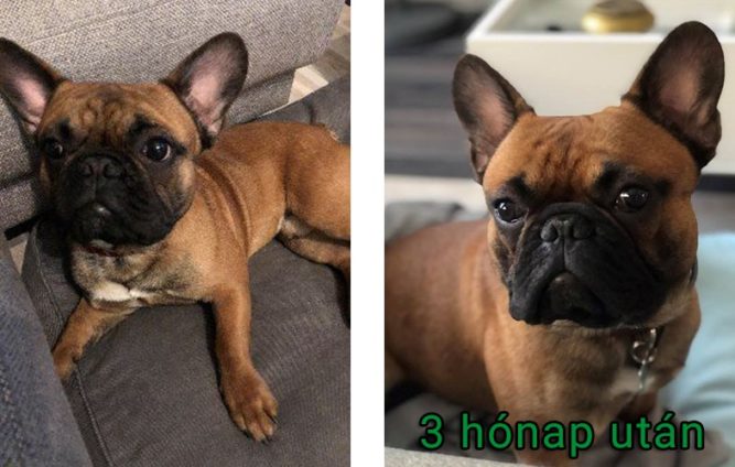 teo-kutya Teó kutya giardia, hasmenés, hányás