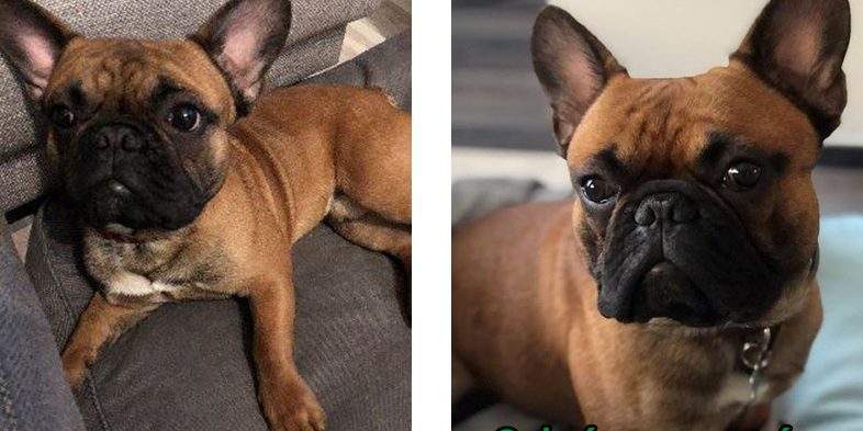 Teó kutya giardia, hasmenés, hányás