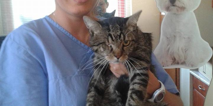 vilmops-cica macska tüsszögés