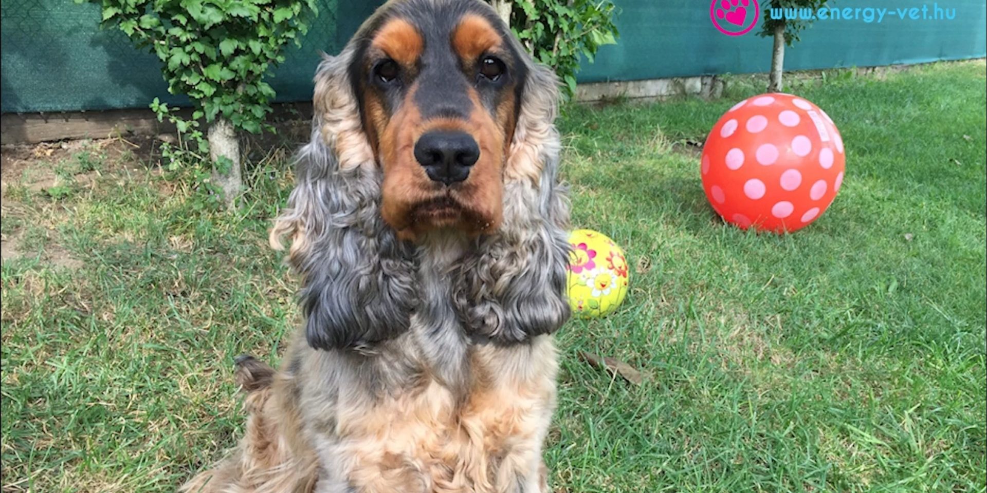 poci-kutya-epilepszia kutya epilepszia