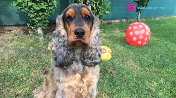 poci-kutya-epilepszia kutya epilepszia