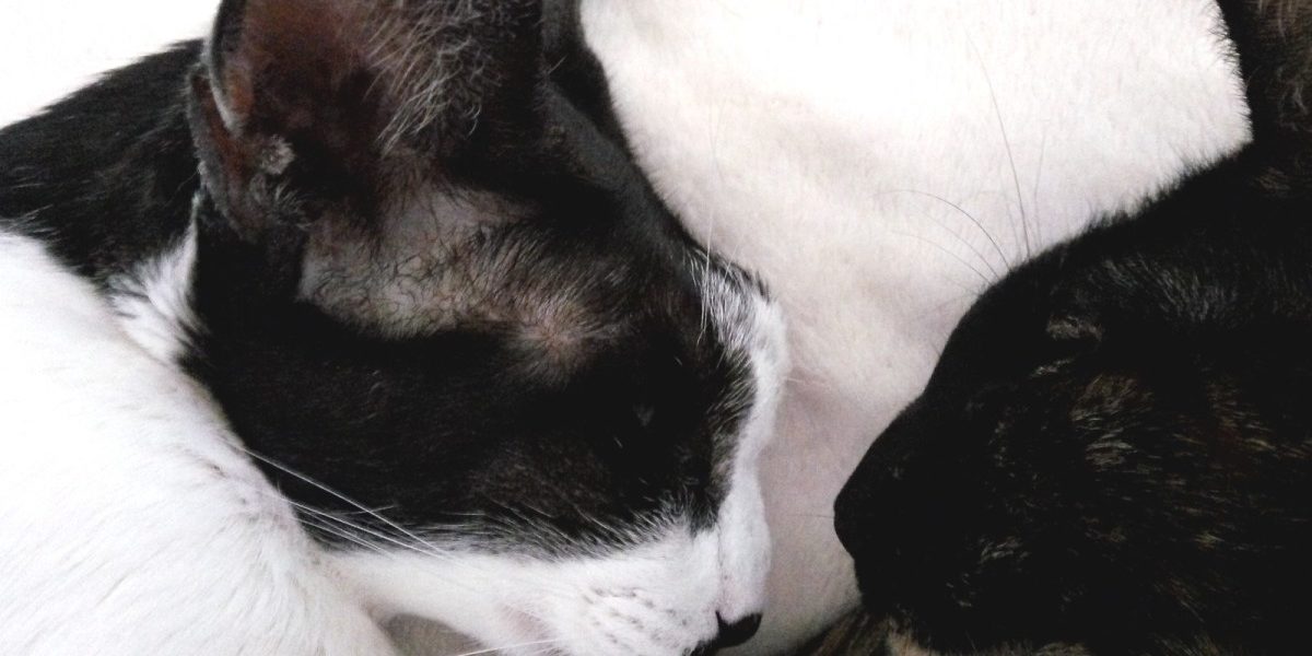 szotyi-2 Cica csontdaganat