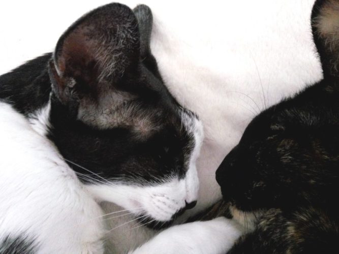 szotyi-2 Cica csontdaganat