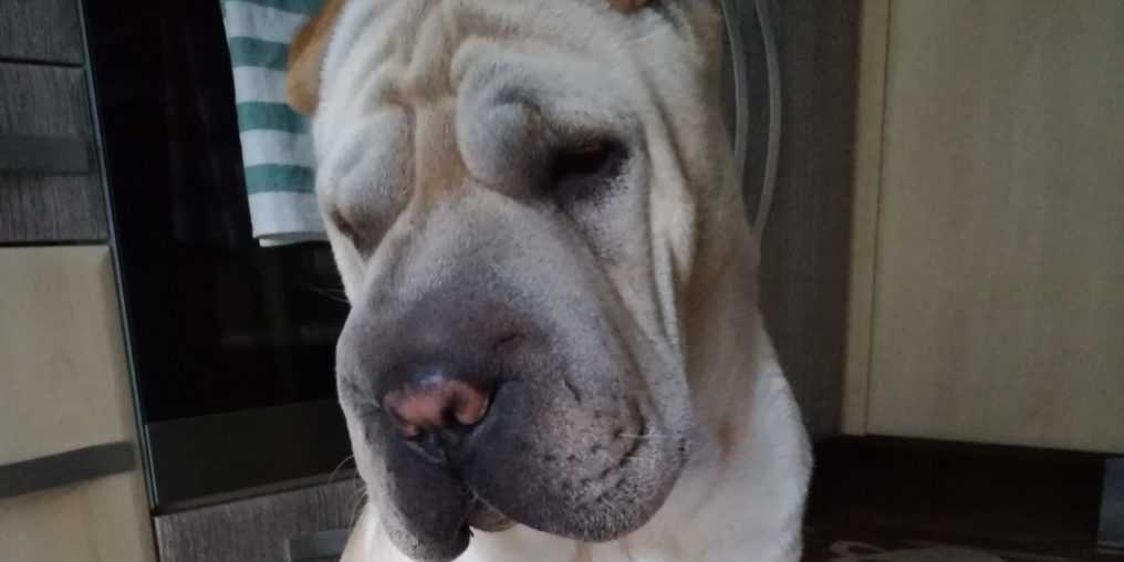 ivaros papillóma vírus