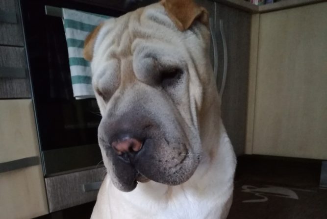 ivaros papillóma vírus