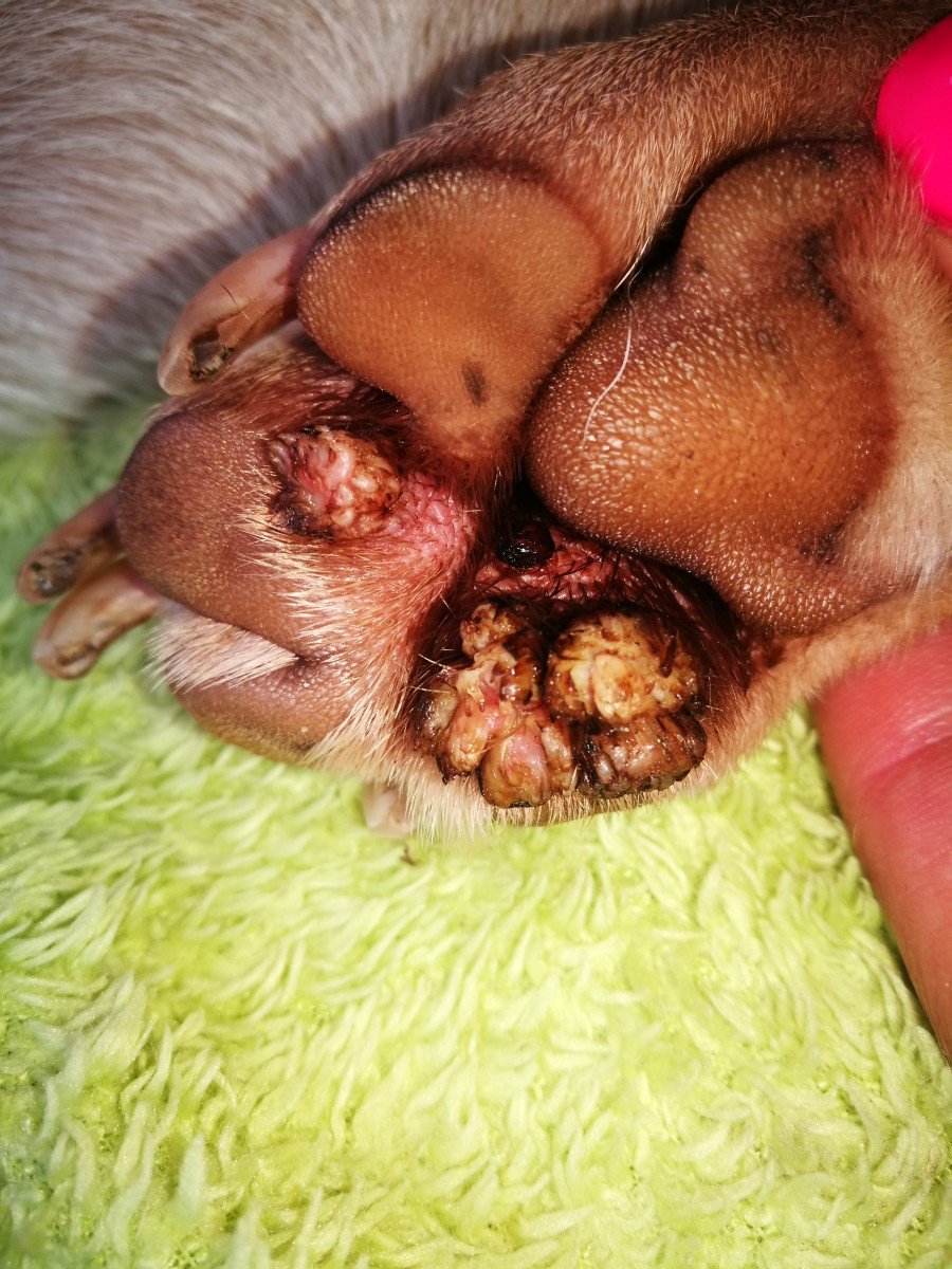 Mira kezelés előtt