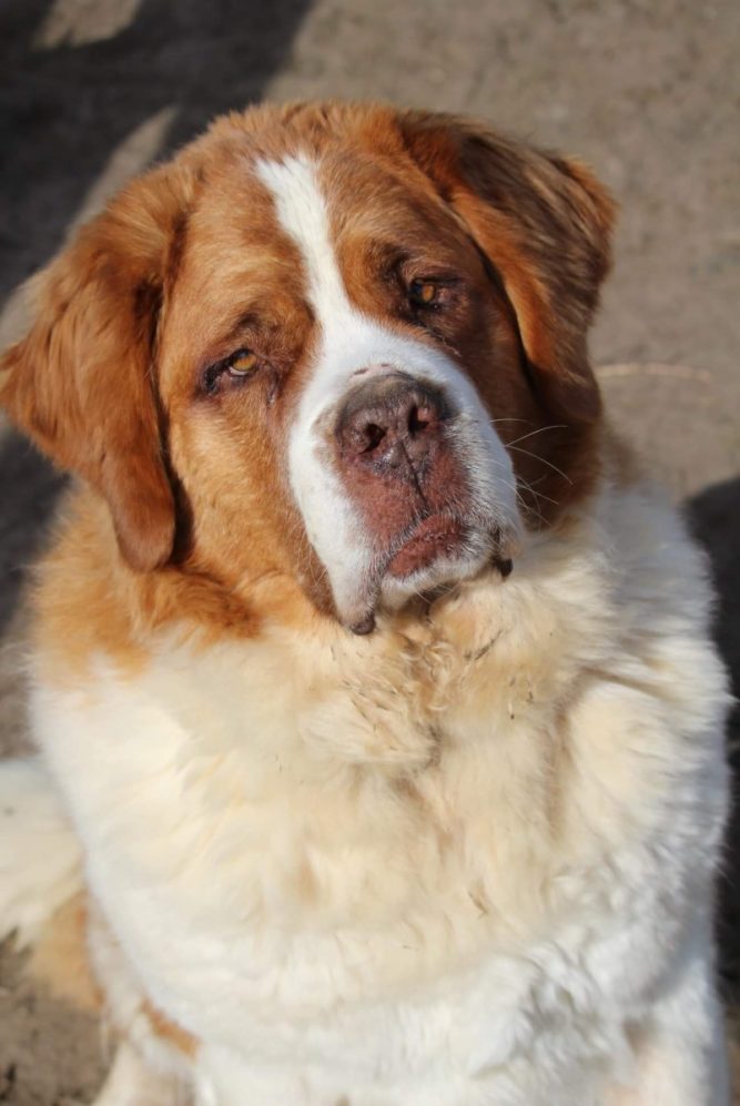 kutya inkontinencia kutya inkontinencia