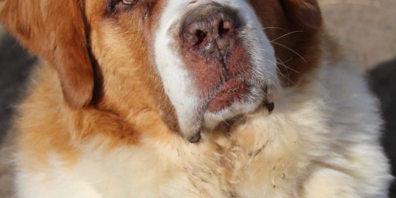 kutya inkontinencia kutya inkontinencia