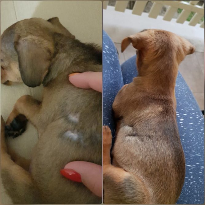 yorki-2 csivava kutya 2