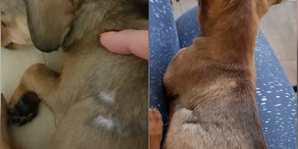 yorki-2 csivava kutya 2