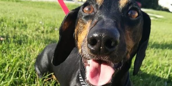 Csoki a boldog tacskó porckorongsérv