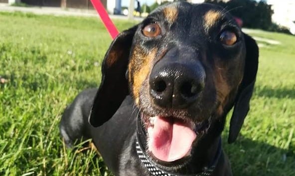 Csoki a boldog tacskó porckorongsérv