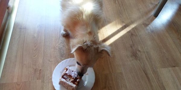 muci kutya kutya hasmenés