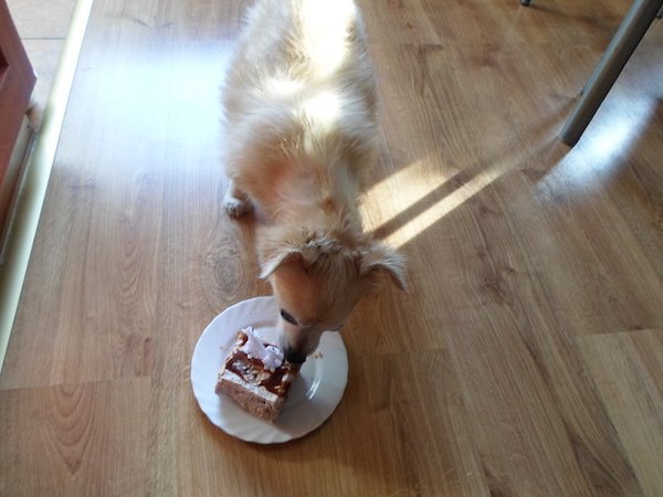 muci kutya kutya hasmenés