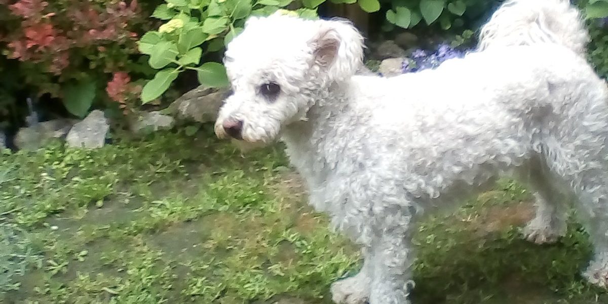 IMG_20180519_145406 Kutya veseelégtelenség