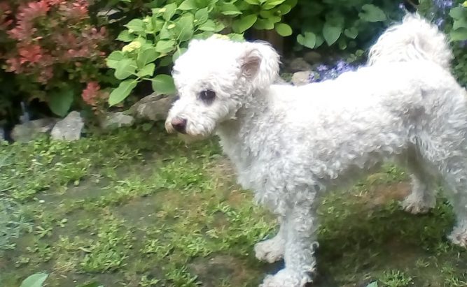 IMG_20180519_145406 Kutya veseelégtelenség