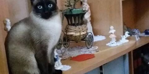 cica natalia mares CICA VISSZATÉRŐ FULLADÁSA MEGSZŰNT