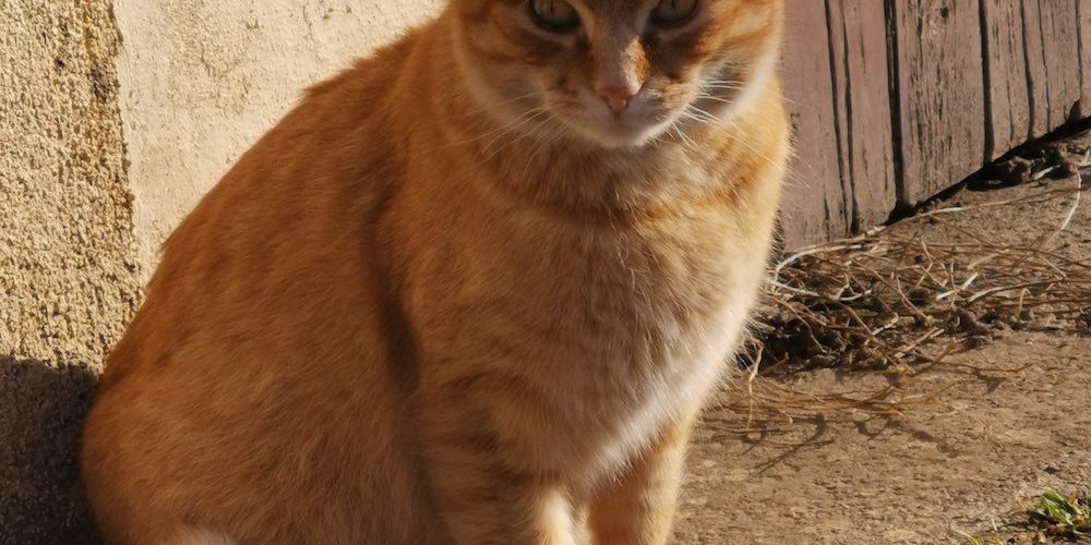 fznor Leukózisos cica