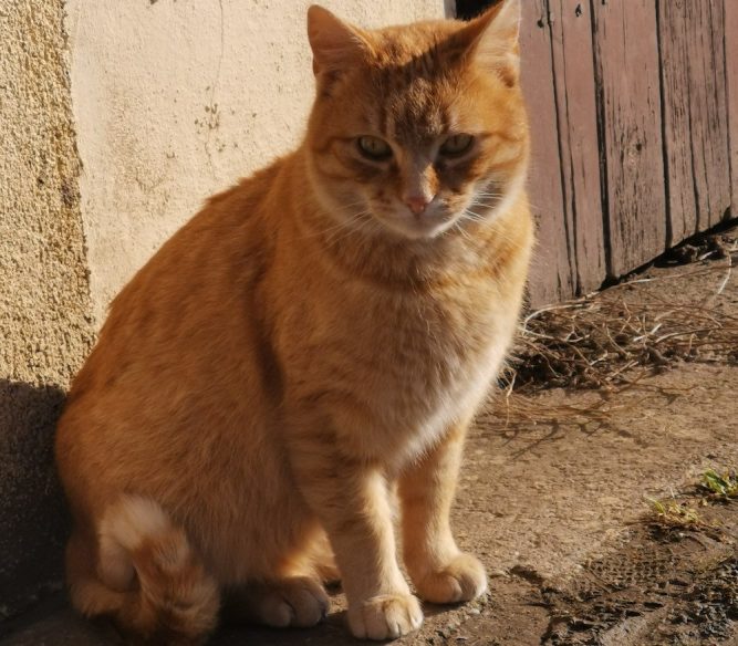 fznor Leukózisos cica