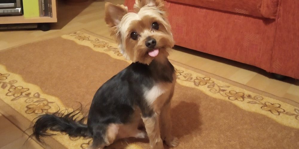 kutya vizelettartási probléma