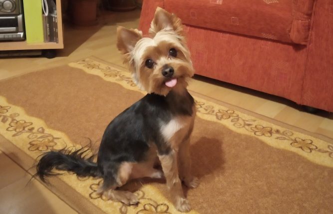 IMG_20190304_203859 kutya vizelettartási probléma