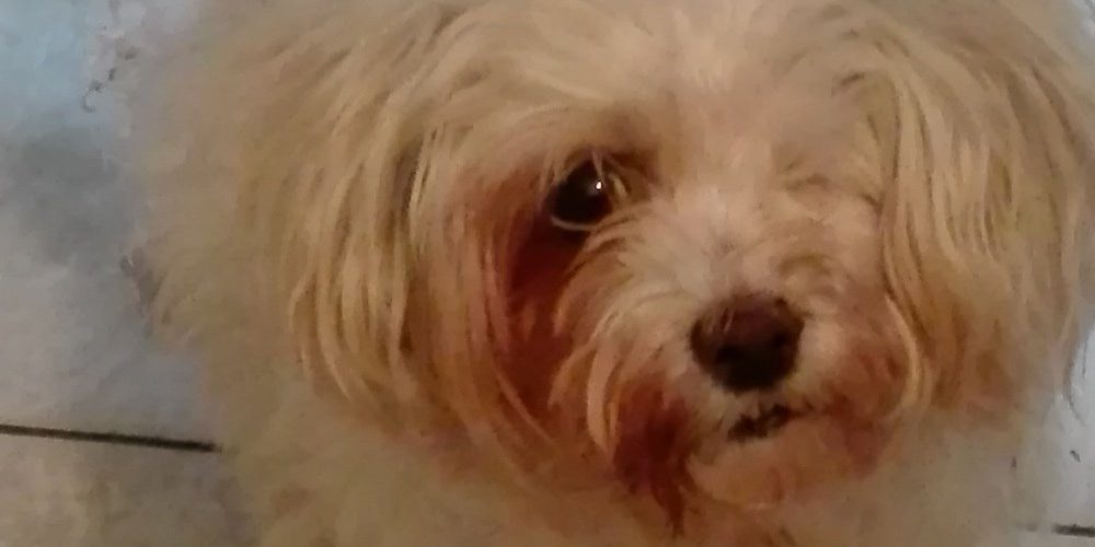 IMG_20190313_072943 Kutya epilepsziás roham