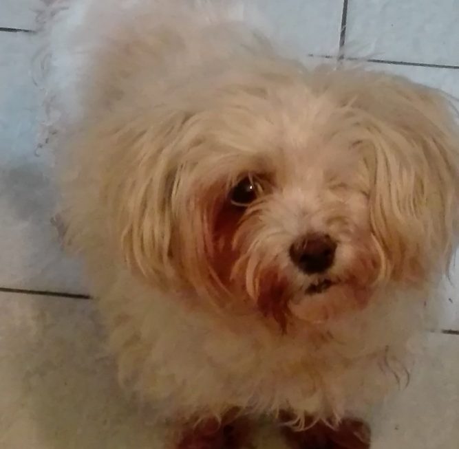 IMG_20190313_072943 Kutya epilepsziás roham