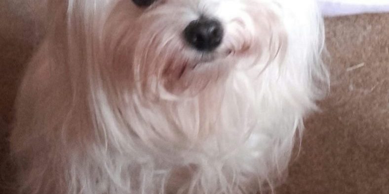 Lizi daganatos betegseg