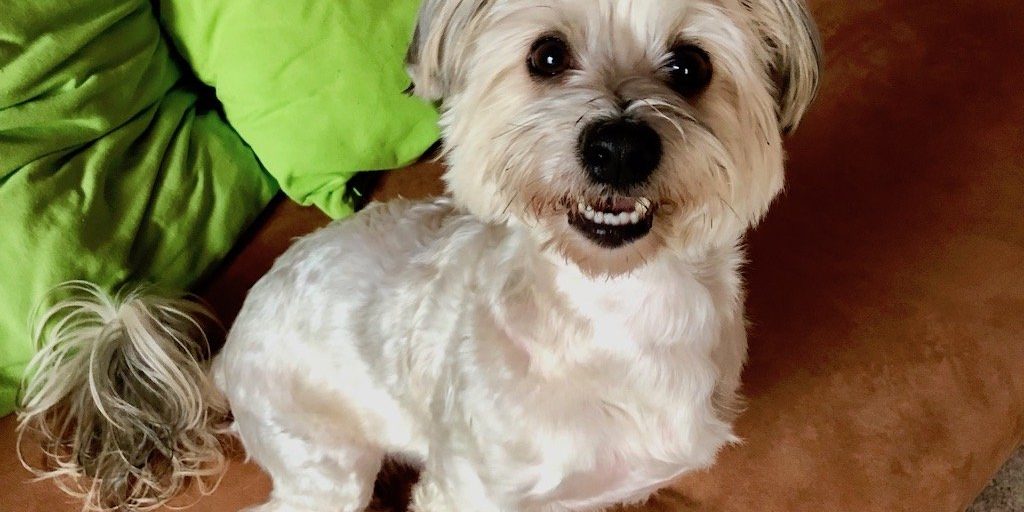 IMG_2733 kutya allergiája