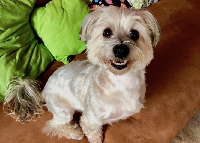 IMG_2733 kutya allergiája