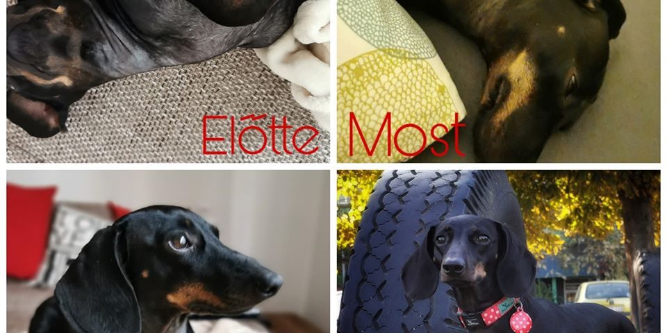 gobbi hilda Kutya szőrhullás