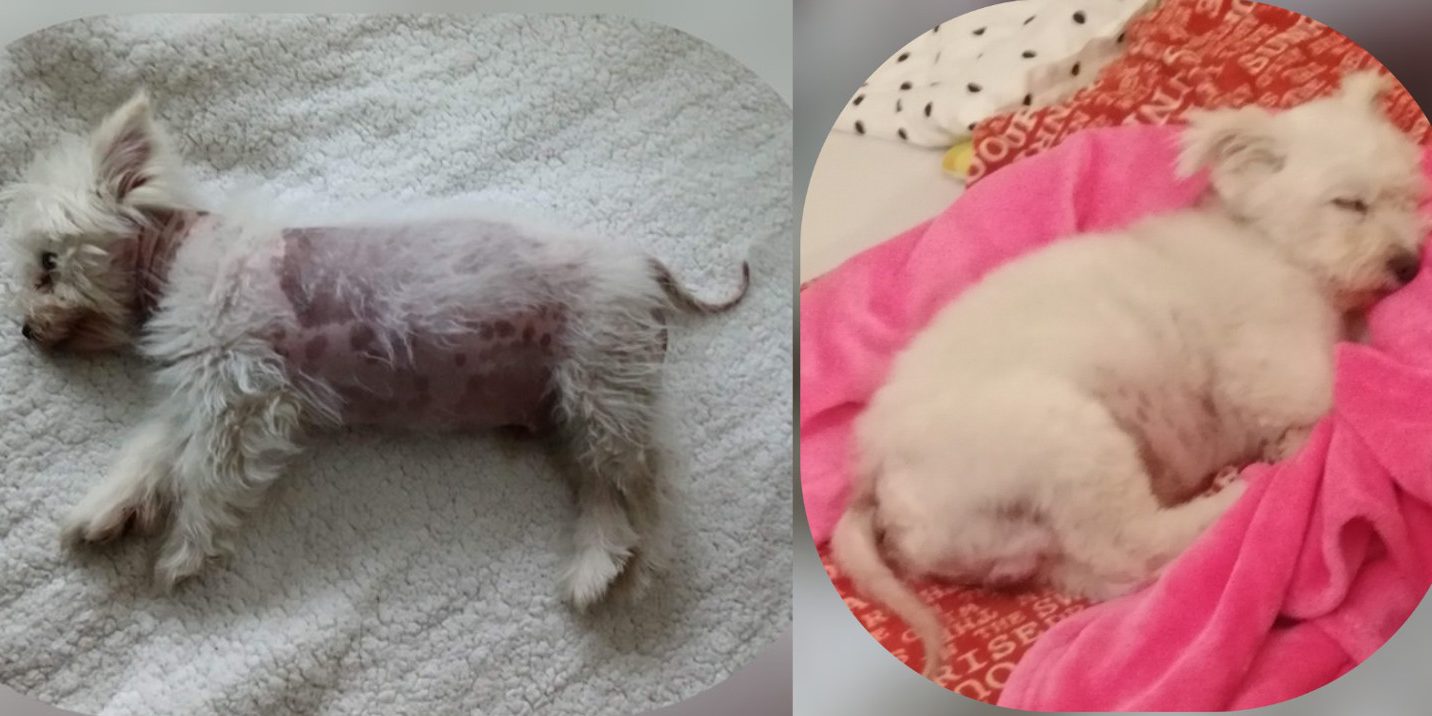 Bundika kutya autoimmun betegség