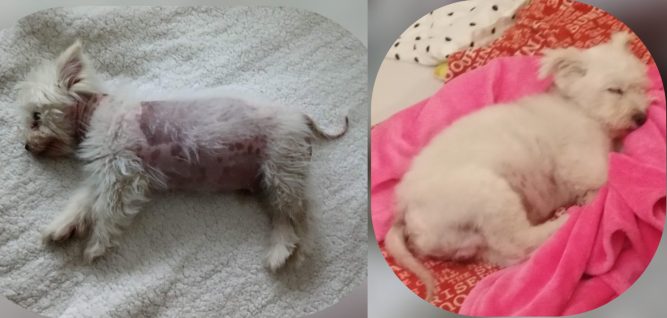 Bundika kutya autoimmun betegség