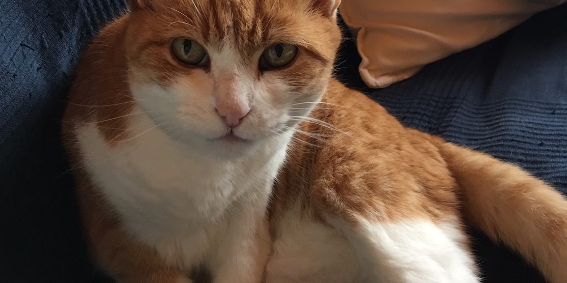 IMG_0481 Cica veseelégtelenség gyógyulása