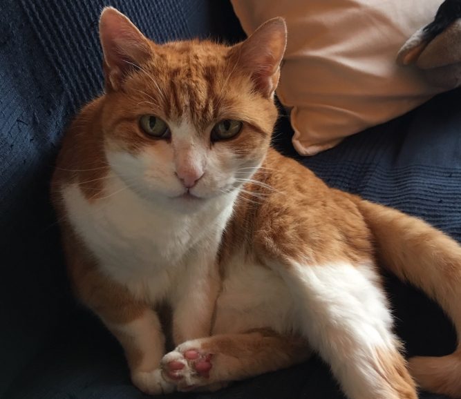 IMG_0481 Cica veseelégtelenség gyógyulása