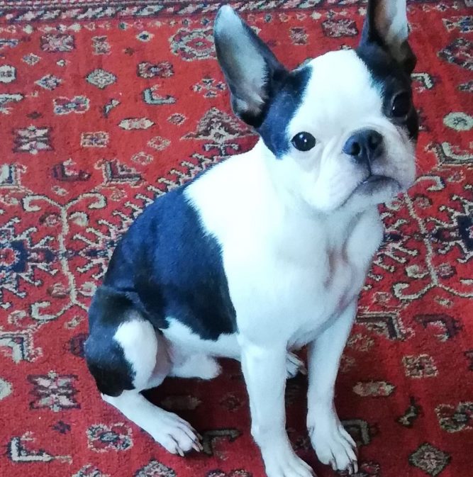 emésztési és bőrproblémák