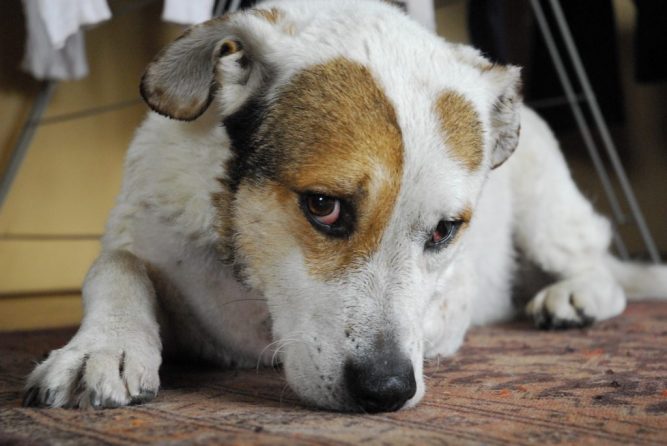 _DSC0675 kutya szédülés