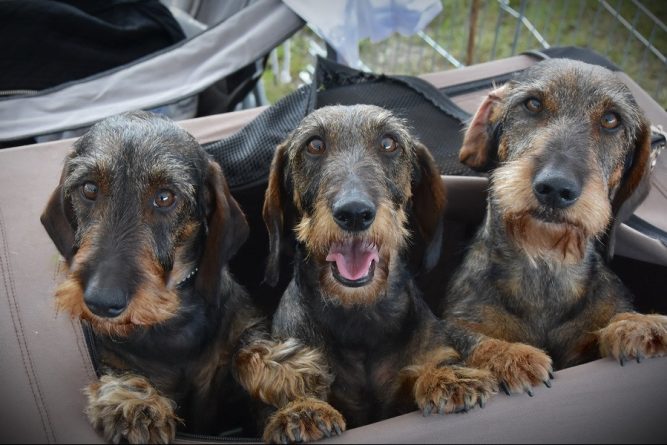 Tacskó izületvédő kúra